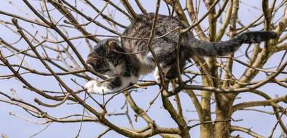 katzen landen immer auf ihren pfoten – aber warum?